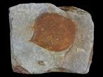 Detailed Fossil Leaf (Zizyphoides) - Montana #68312-1